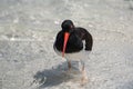 American Oystercatcher