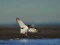 American Oystercatcher landing Royalty Free Stock Photo