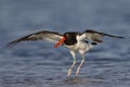 American Oystercatcher landing in a shallow lagoon - Florida Royalty Free Stock Photo