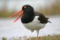 American oystercatcher with open mouth