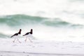 American Oystercatcher pair