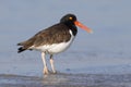 American Oystercatcher resting on a beach - Jekyll Island, Georgia