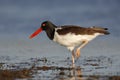 American Oystercatcher standing on one leg - Florida Royalty Free Stock Photo