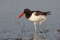 American Oystercatcher standing on one leg - Florida Royalty Free Stock Photo