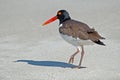 American Oystercatcher