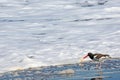 American oystercatcher and wave foam in northern Chile