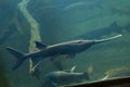 American paddlefish (Polyodon spathula).