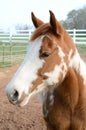 American Paint Horse Royalty Free Stock Photo