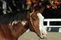 American Paint Horse