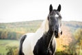 American Paint Horse in an autumn meadow Royalty Free Stock Photo