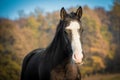 American Paint Horse on the autumn meadow Royalty Free Stock Photo