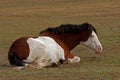 American Paint Horse with blue eyes lying and resting Royalty Free Stock Photo