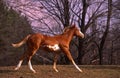 American paint horse colt Royalty Free Stock Photo