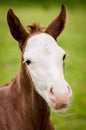 American Paint horse colt on the green meadow Royalty Free Stock Photo