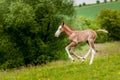 American paint horse foal running Royalty Free Stock Photo