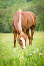 American Paint horse grazing on the green meadow Royalty Free Stock Photo