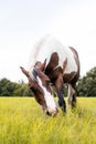 American Paint Horse mare with blue eyes