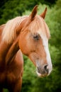 American paint horse portrait Royalty Free Stock Photo