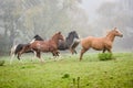 American Paint horse running on the green meadow Royalty Free Stock Photo