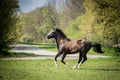 American Paint horse running on the green meadow Royalty Free Stock Photo