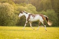 American Paint horse running on the green meadow Royalty Free Stock Photo