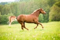 American Paint horse running on the green meadow Royalty Free Stock Photo