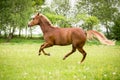American Paint horse running on the green meadow Royalty Free Stock Photo