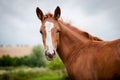 American paint horse filly portrait Royalty Free Stock Photo