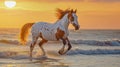 American paint horse stallion on beach