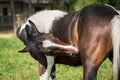 American Paint horse on the summer meadow Royalty Free Stock Photo