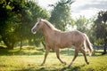 American paint horse trotting Royalty Free Stock Photo
