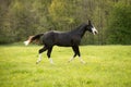 American Paint Horse trotting on the summer meadow Royalty Free Stock Photo