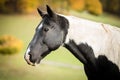 American Paint Horse in an autumn meadow Royalty Free Stock Photo