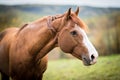 American Paint Horse in an autumn meadow Royalty Free Stock Photo