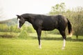 American Paint Horse walking on the summer meadow Royalty Free Stock Photo