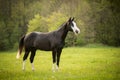 American Paint Horse walking on the summer meadow Royalty Free Stock Photo