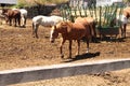 American paint horse.. white and brown spotted (SUtton ma