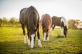 American Paint Horses grazing on the autumn meadow. Royalty Free Stock Photo