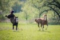 American Paint horses playing on the green meadow Royalty Free Stock Photo