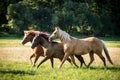 American paint horses running Royalty Free Stock Photo