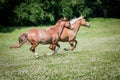 American Paint Horses running on the meadow Royalty Free Stock Photo