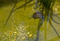 American Painted Box Turtle Royalty Free Stock Photo