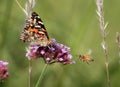 American Painted Lady Royalty Free Stock Photo