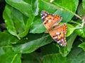 American painted lady or American lady Vanessa virginiensis on Apple Tree leaves Royalty Free Stock Photo