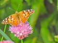 American painted lady or American lady Vanessa virginiensis gathering nectar on Chive Flowers Royalty Free Stock Photo