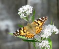 American Painted Lady Butterfly on Late Blooming Thorough Wort Flowers Royalty Free Stock Photo