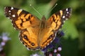 American Painted Lady Royalty Free Stock Photo