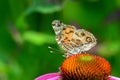 American Painted Lady butterfly Royalty Free Stock Photo