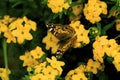 American Painted Lady Butterfly 46218