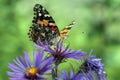 American Painted Lady butterfly Vanessa virginiensis Royalty Free Stock Photo